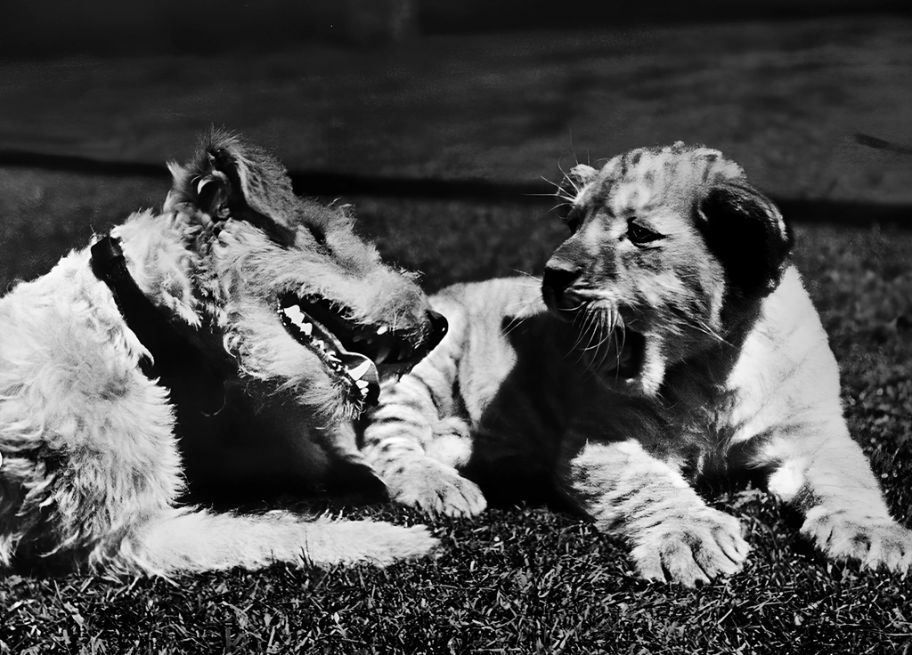 Untitled (Animal Photos of a Dog and a Lion Cub) by Ylla, from The Sleepy Little Lion