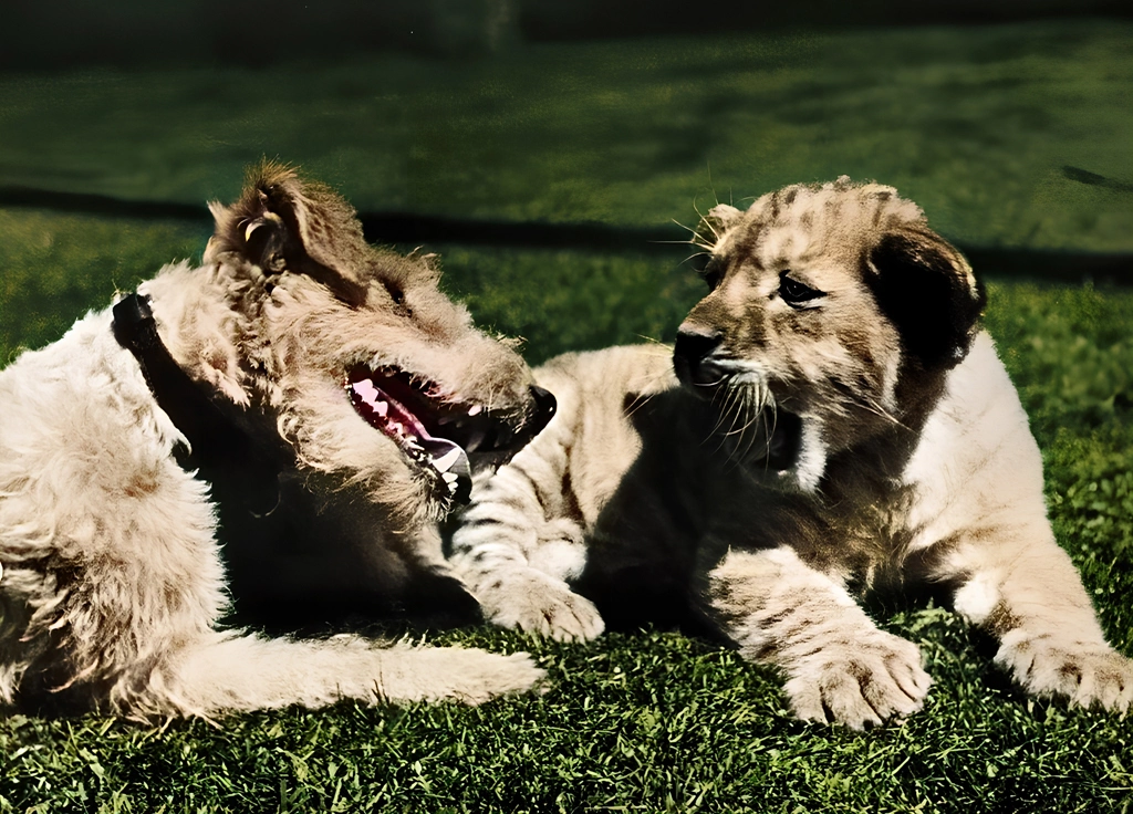 Untitled (Animal Photos of a Dog and a Lion Cub) by Ylla, AI Colorization