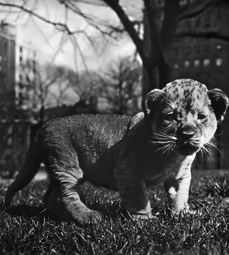 Untitled (Animal Photos of a Lion Cub on the Lawn) by Ylla, AI Colorization