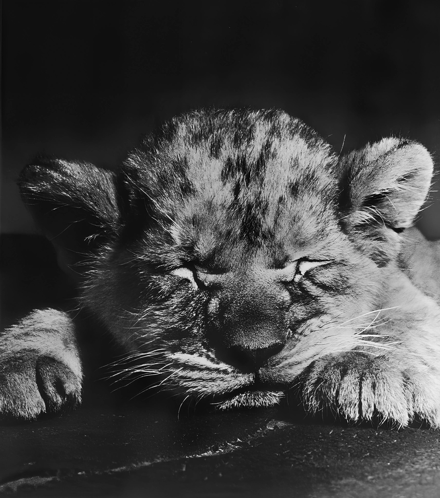 Untitled (Animal Photos of a Sleeping Lion Cub) by Ylla, from The Sleepy Little Lion