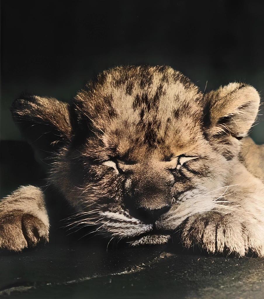 Untitled (Animal Photos of a Sleeping Lion Cub) by Ylla, AI Colorization