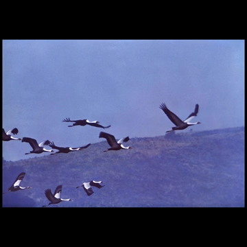 White-naped Cranes by Yukiyasu Kiyosu