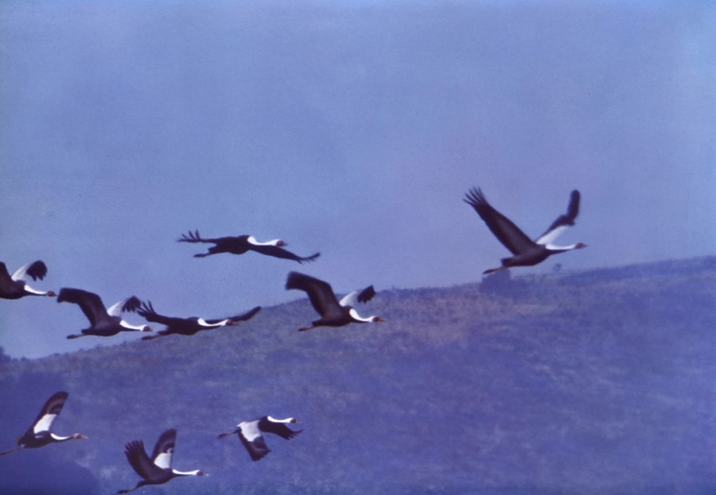 White-naped Cranes by Yukiyasu Kiyosu, from Asahi Camera Annual 1956