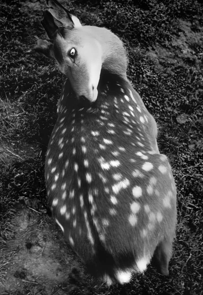 Young Deer by Mistuo Yokoyama, from Asahi Camera Annual 1956