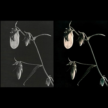 Previous Artworks