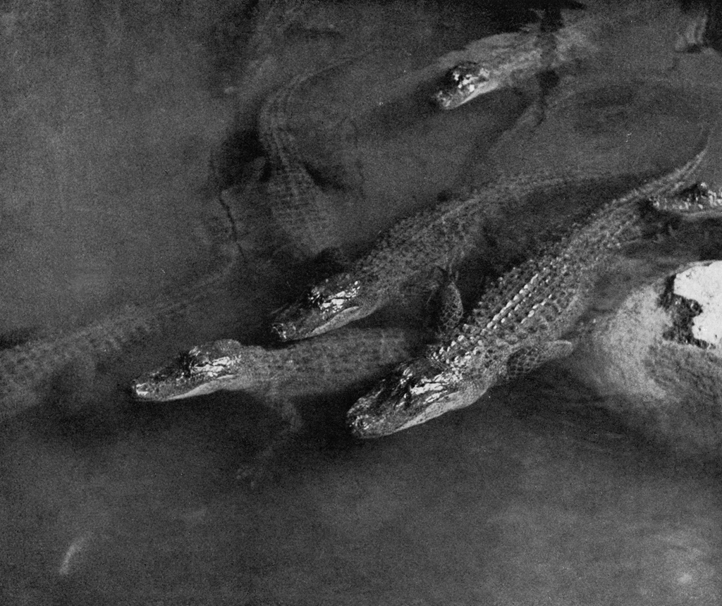 「鰐」 西山清 | アルス写真年鑑 1950より