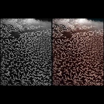 Previous Artworks