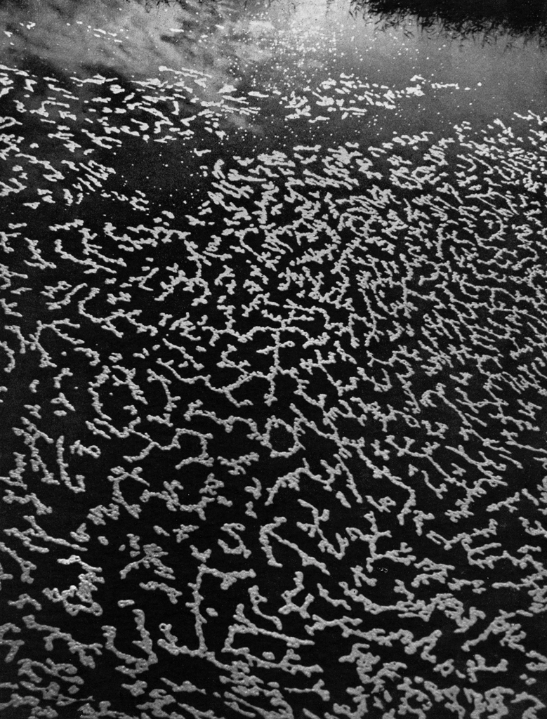 「華やかなる河面」 長崎末人 (1949年) | アルス写真年鑑 1950より