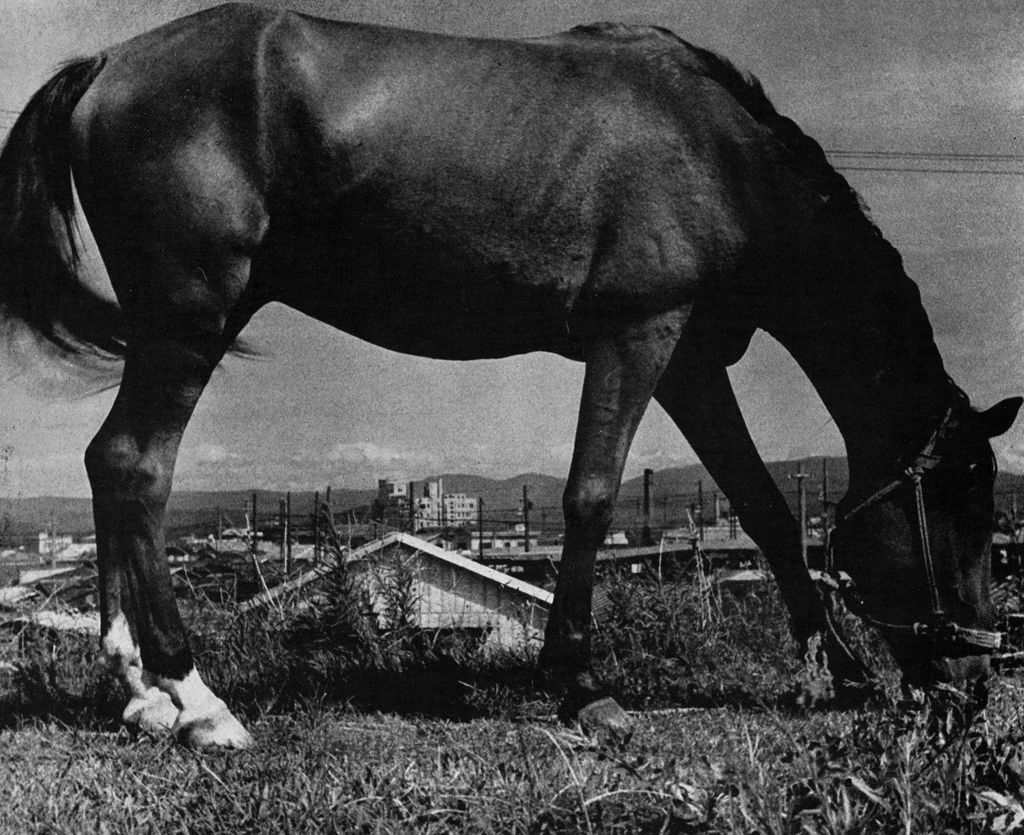 「馬」 川崎亀太郎 | アルス写真年鑑 1950より