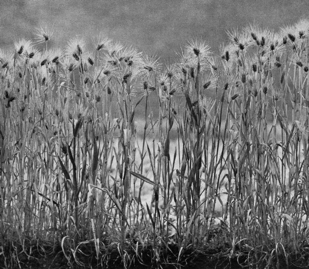 Wheats by Keitaro Iwamoto | from ARS Camera Annual 1950