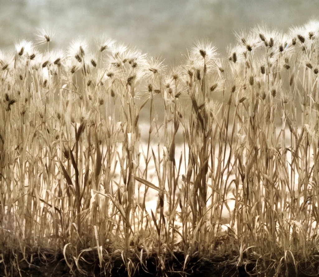 Wheats by Keitaro Iwamoto | AI Colorization