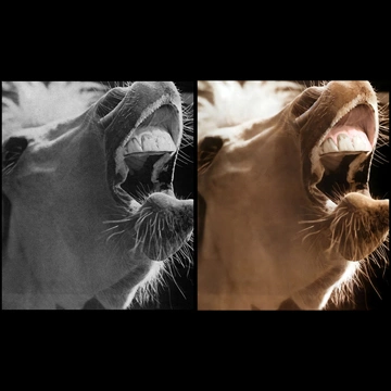 Previous Artworks