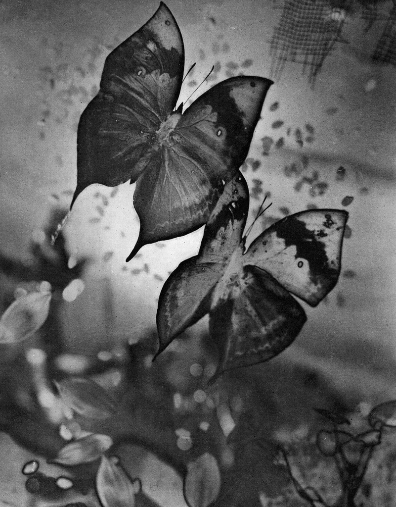 「作品」 紀伊克美 (1950年) | アルス写真年鑑 1950より