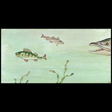 「しりたがりやのちいさな魚のお話 挿絵 #1」 エルサ・ベスコフ