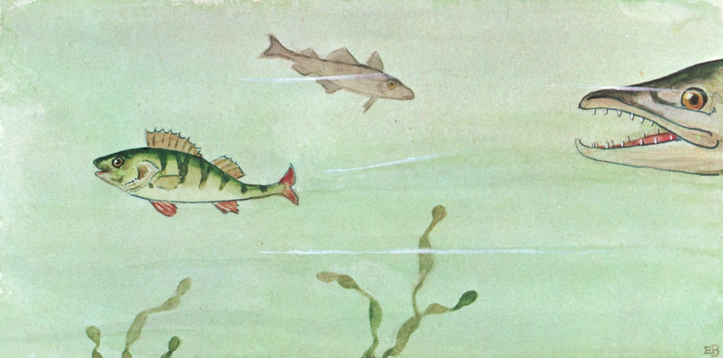 「しりたがりやのちいさな魚のお話 挿絵 #1」 エルサ・ベスコフ | 大きな魚から逃げるスズキの子