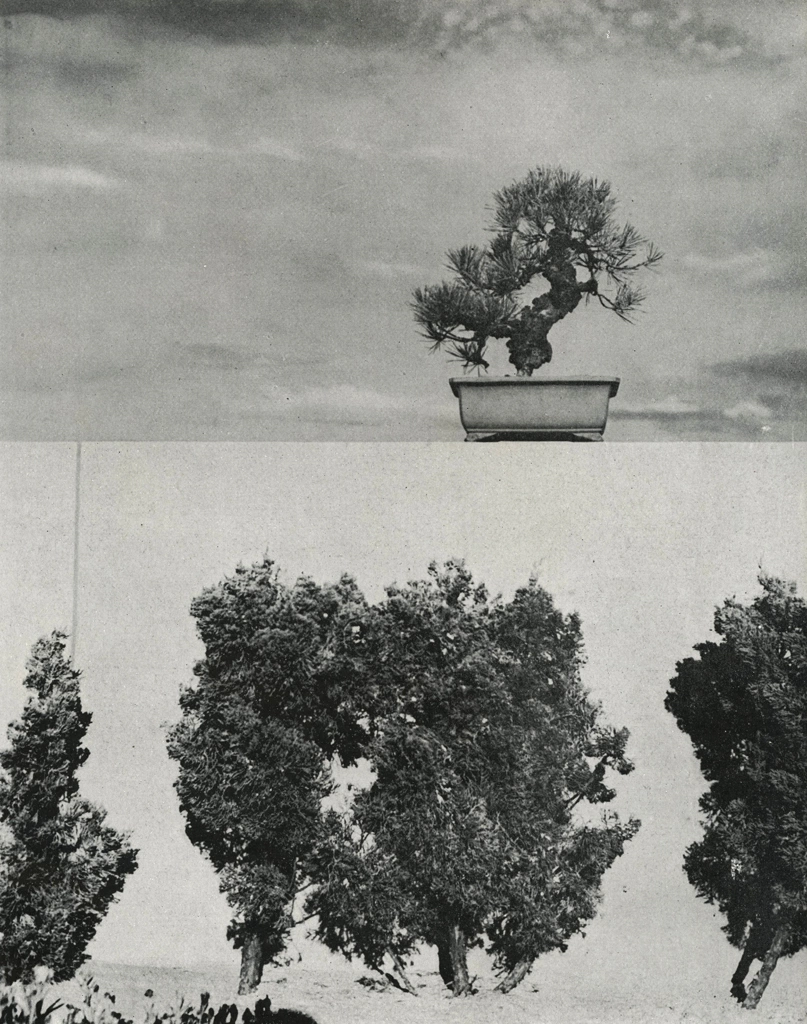 「庭の一隅」 鈴木八郎 | アルス写真年鑑 1950より