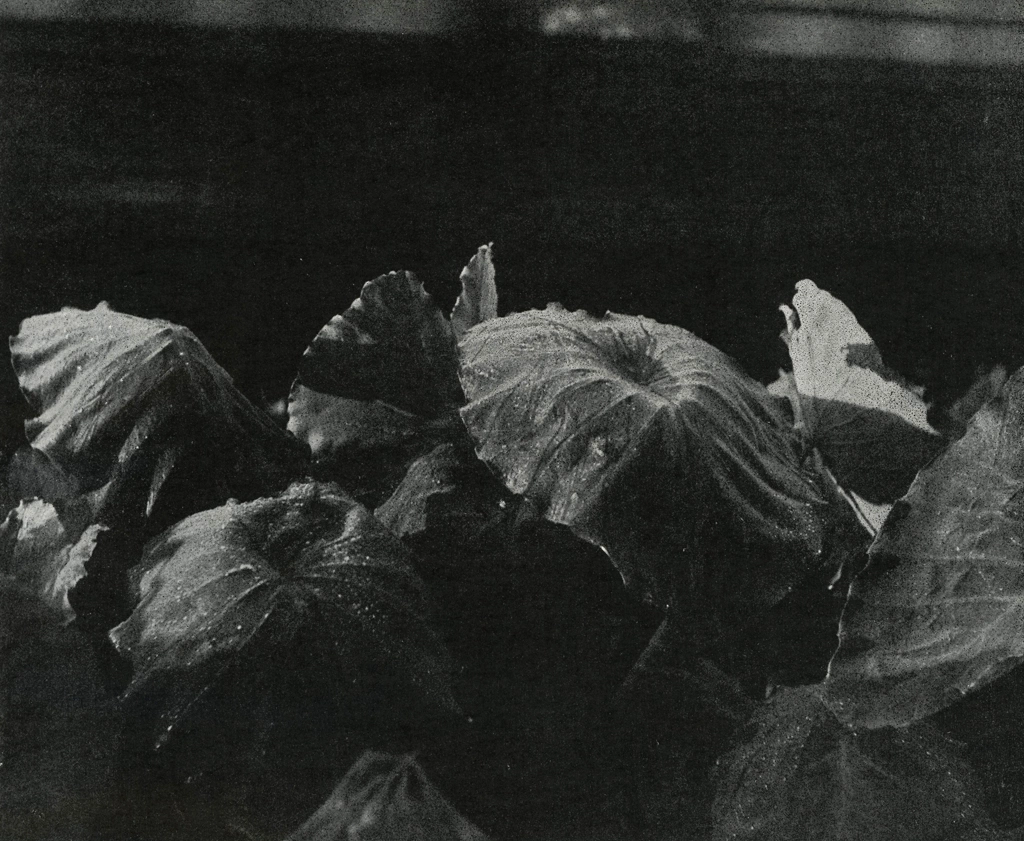 「朝露」 山崎重明 (1949年) | アルス写真年鑑 1950より