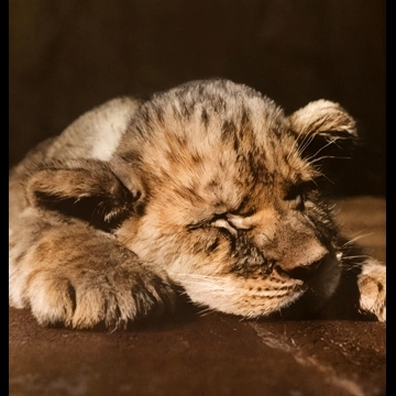 Untitled (A Sleeping Lion Cub) by Ylla