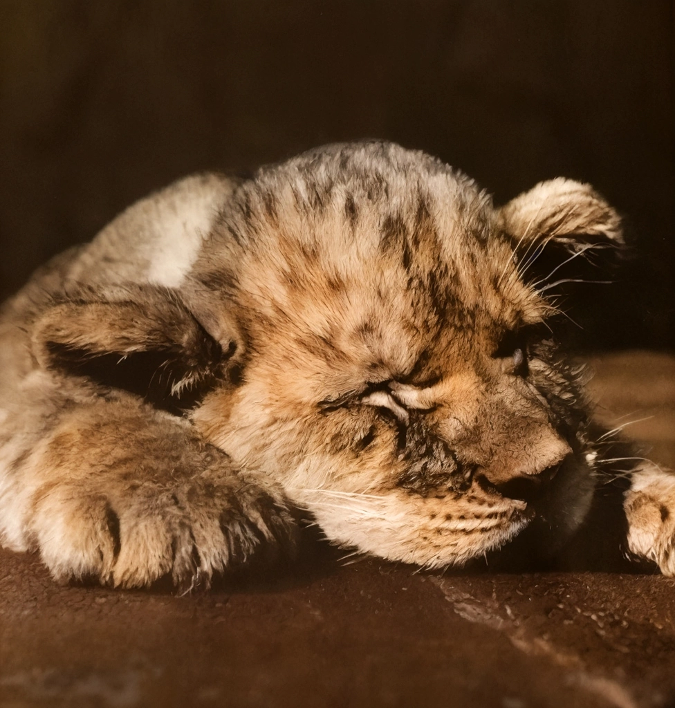 Untitled (A Sleeping Lion Cub) by Ylla | AI Colorization