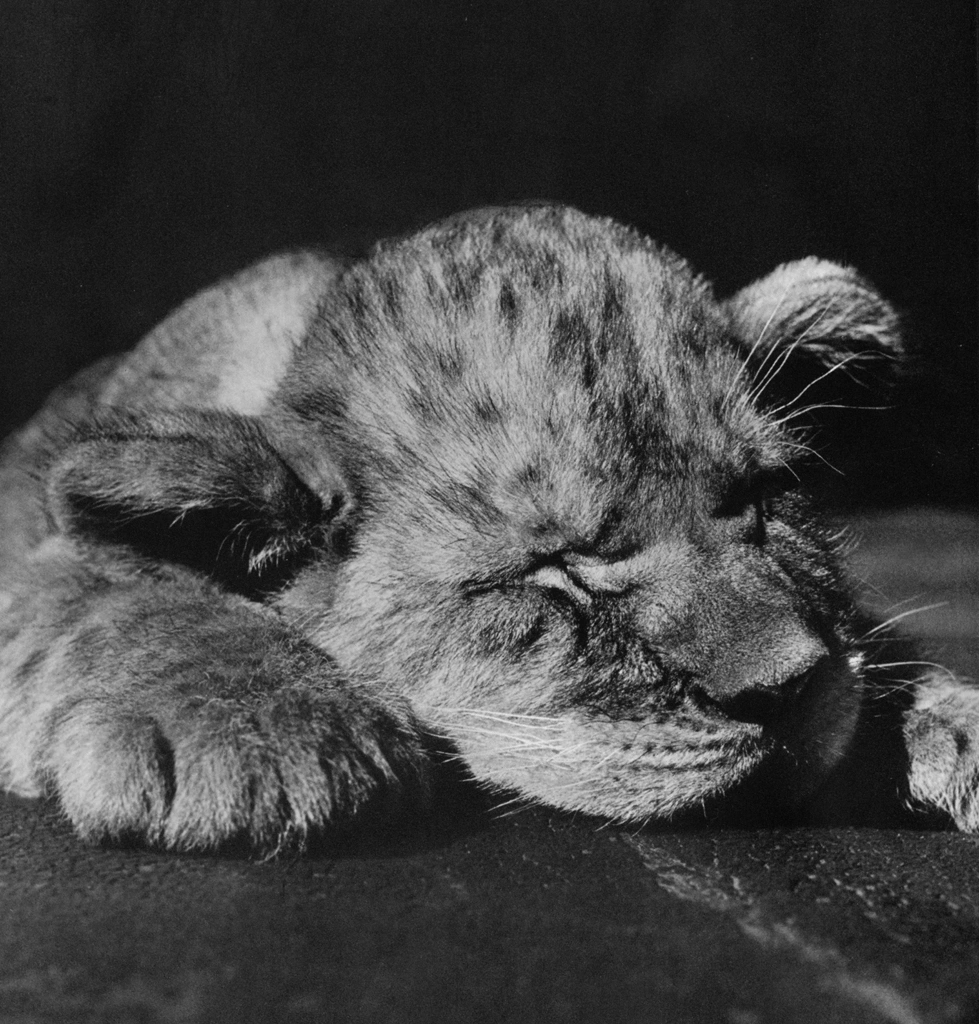 Untitled (A Sleeping Lion Cub) by Ylla | from The Sleepy Little Lion