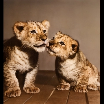 Untitled (Lion Cub Brothers) by Ylla