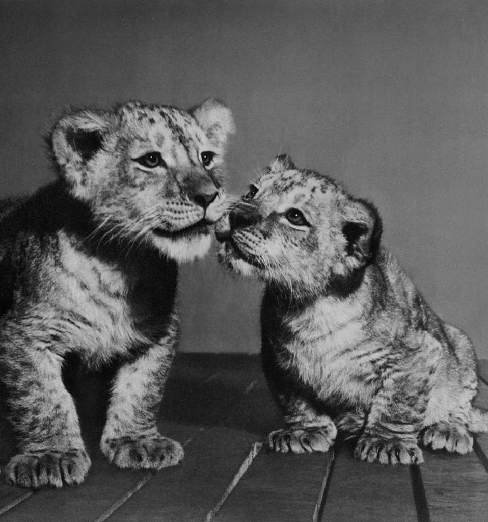 Untitled (Lion Cub Brothers) by Ylla | from The Sleepy Little Lion