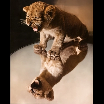 Untitled (A Roaring Lion Cub) by Ylla