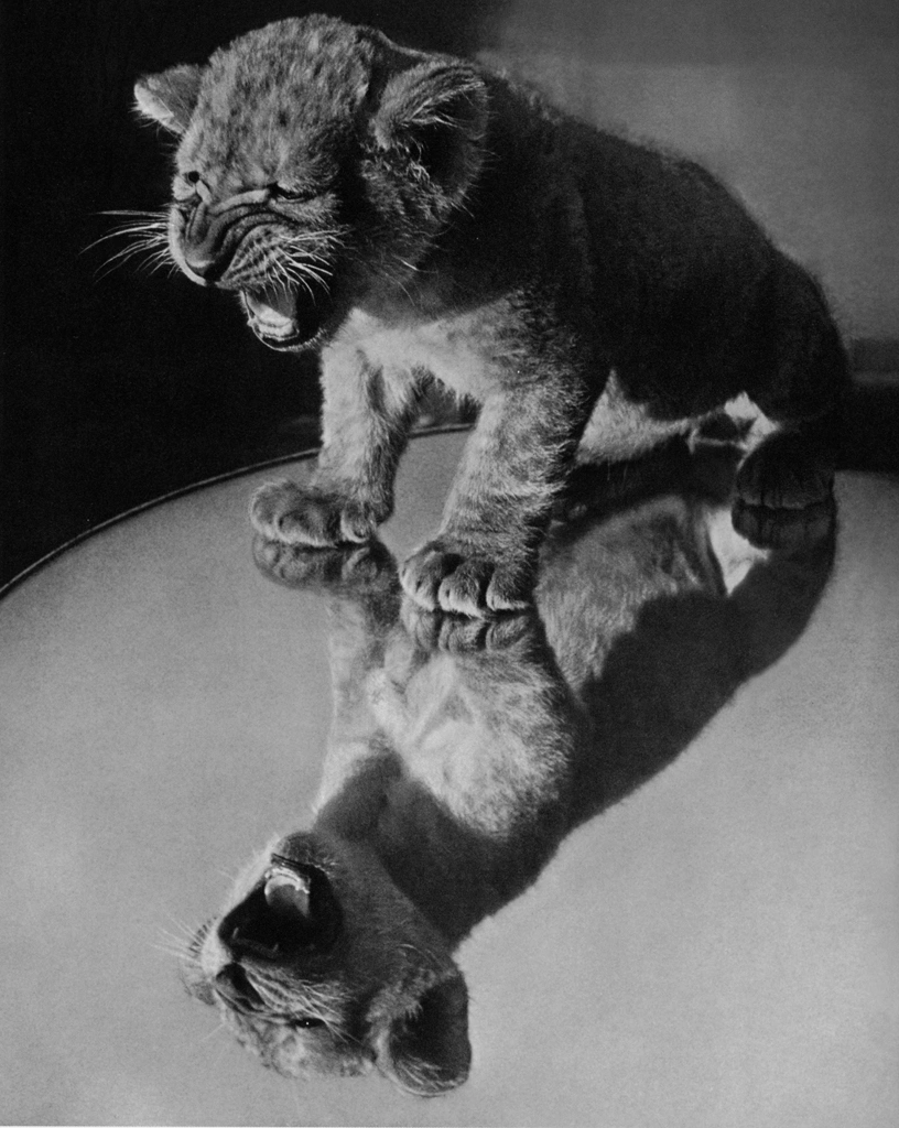 Untitled (A Roaring Lion Cub) by Ylla | from The Sleepy Little Lion