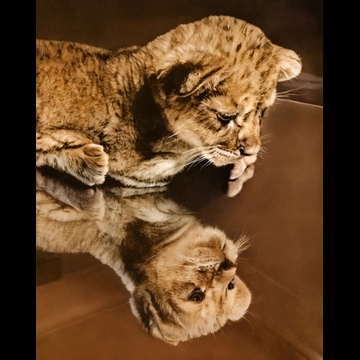 Untitled (A Lion Cub on the Table) by Ylla