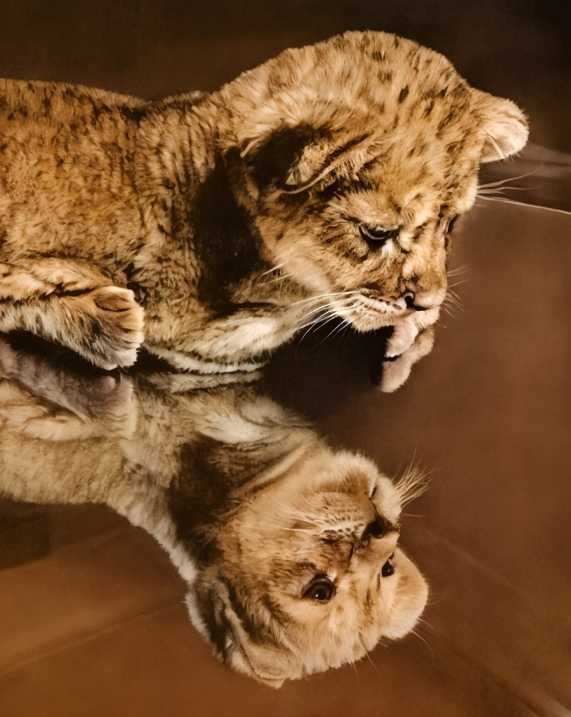 Untitled (A Lion Cub on the Table) by Ylla | AI Colorization