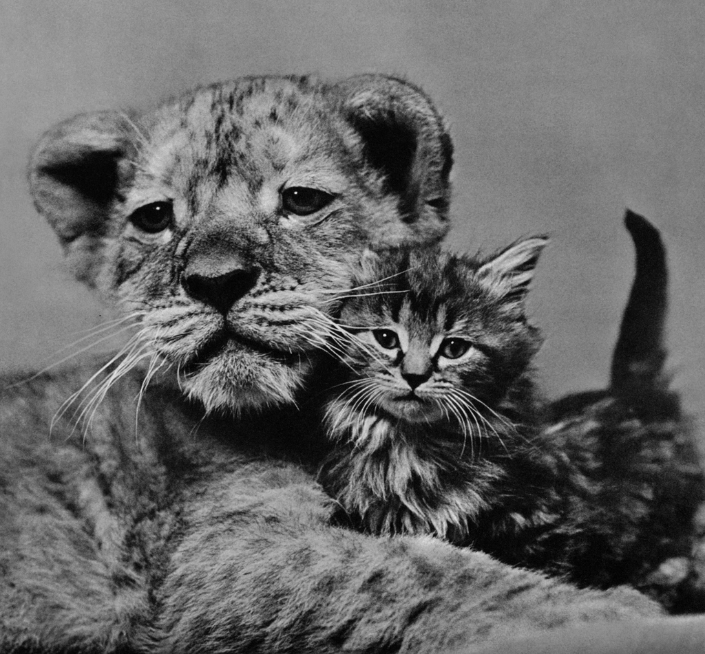 Untitled (The Lion Cub and Kitten are Good Friends) by Ylla | from The Sleepy Little Lion