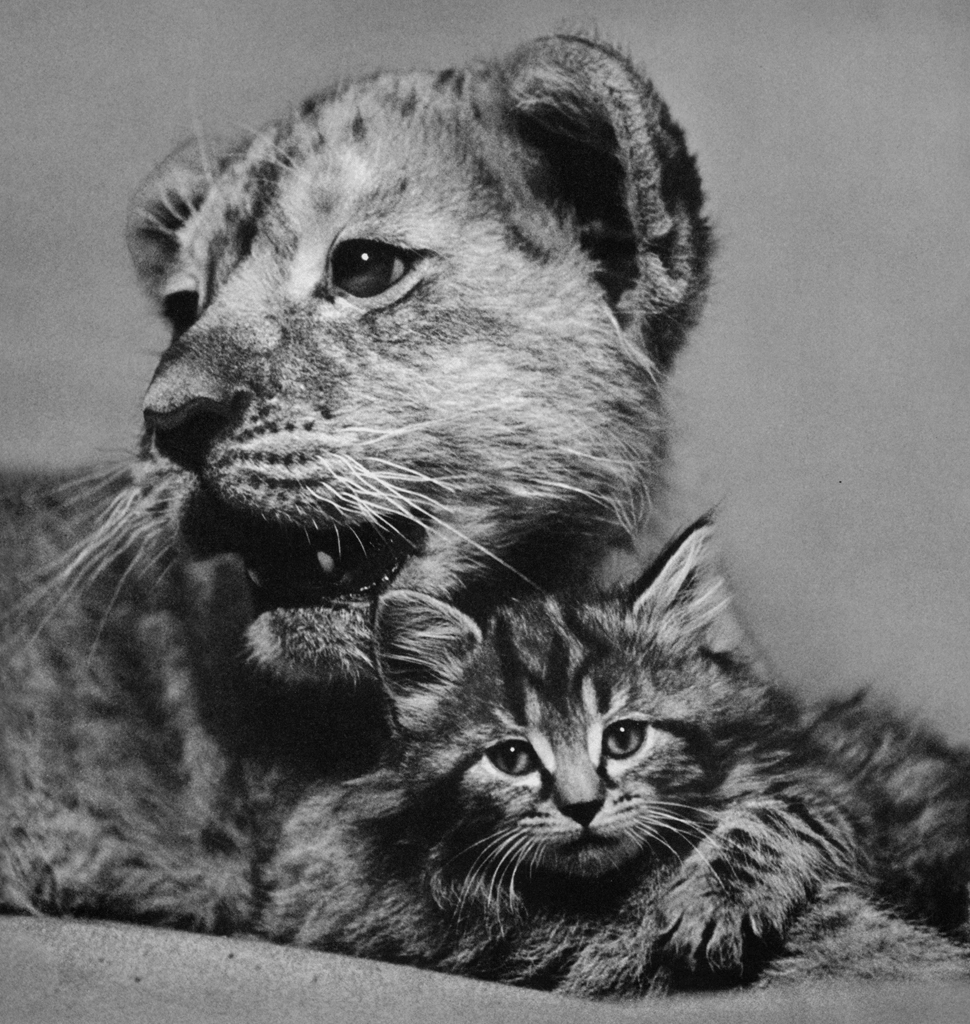 Untitled (a Lion Cub and a Kitten) by Ylla | from The Sleepy Little Lion
