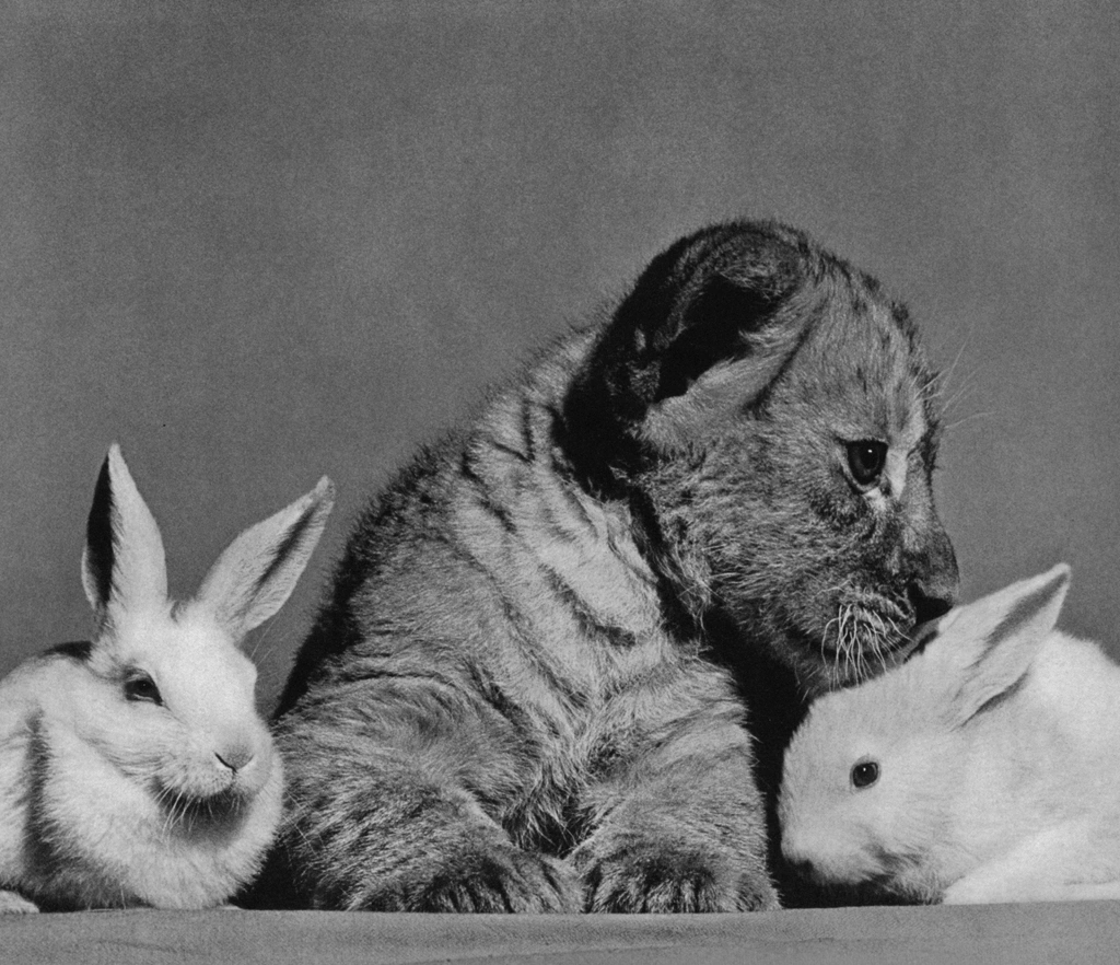 Untitled (a Lion Cub and Rabbits) by Ylla | from The Sleepy Little Lion