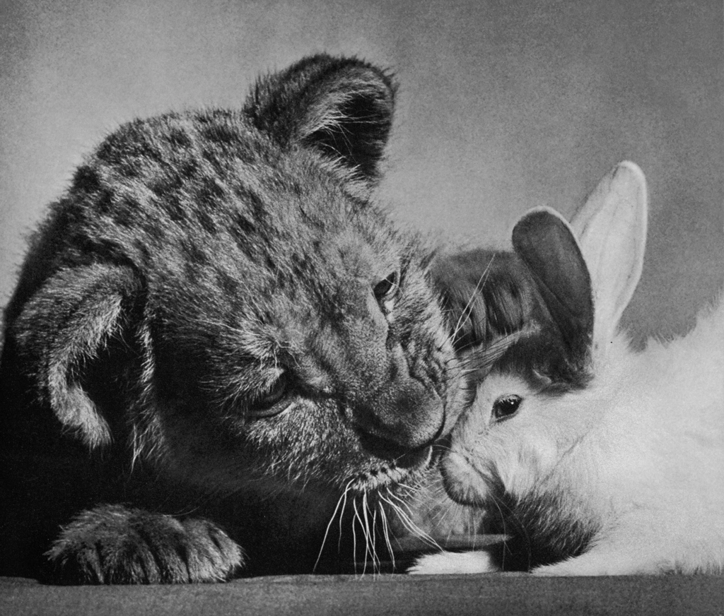Untitled (A Lion Cub and a Rabbit) by Ylla | from The Sleepy Little Lion