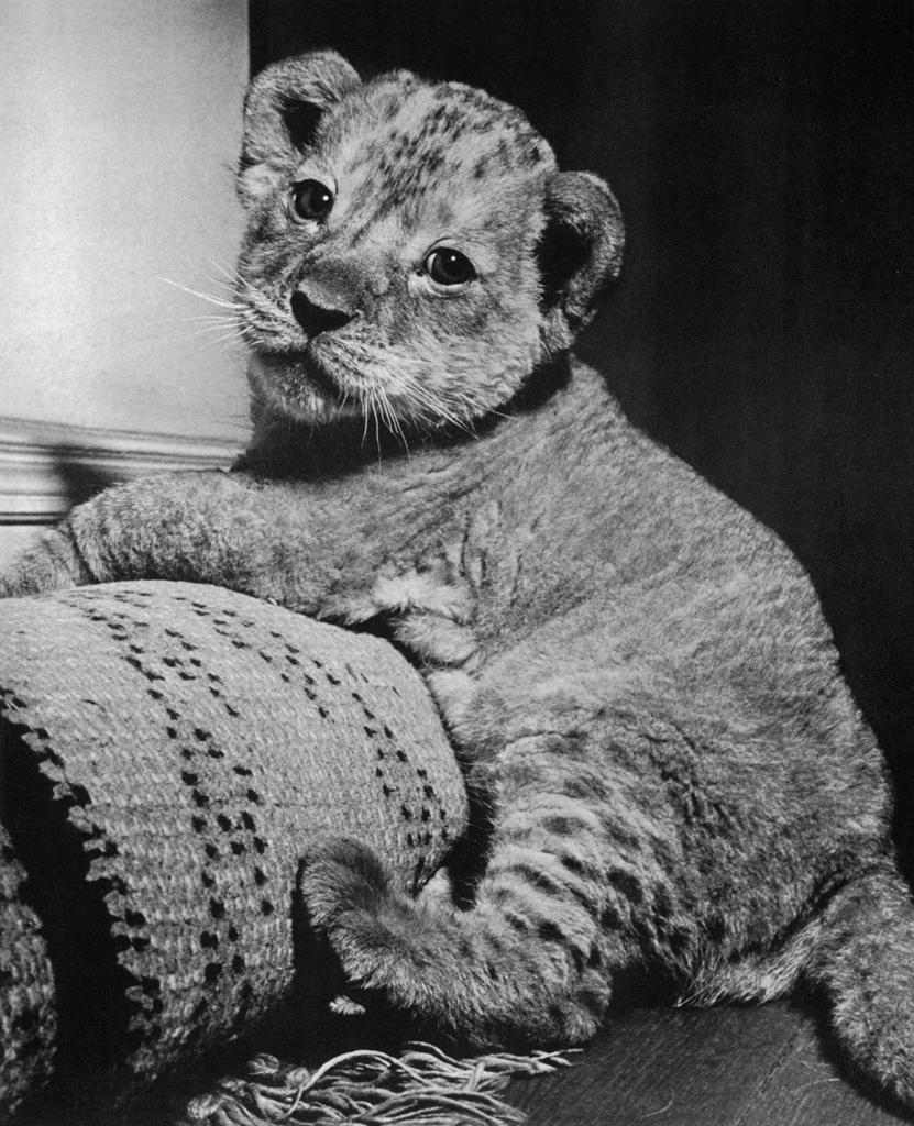Untitled (A Cute Lion Cub) by Ylla | from The Sleepy Little Lion