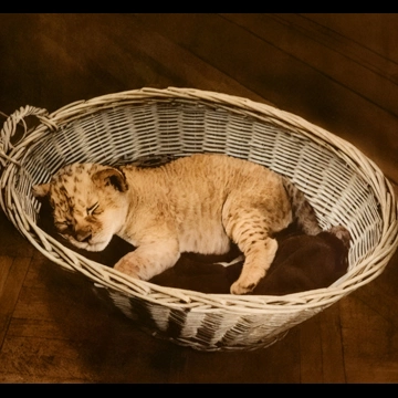 「無題 （籠の中で眠るライオンの子）」 イーラ