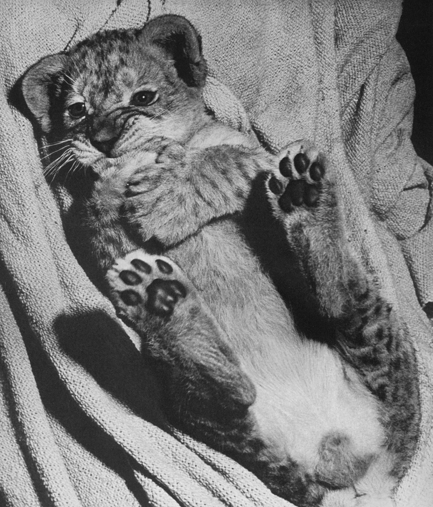 Untitled (A Lion Cub Lying Down) by Ylla | from The Sleepy Little Lion
