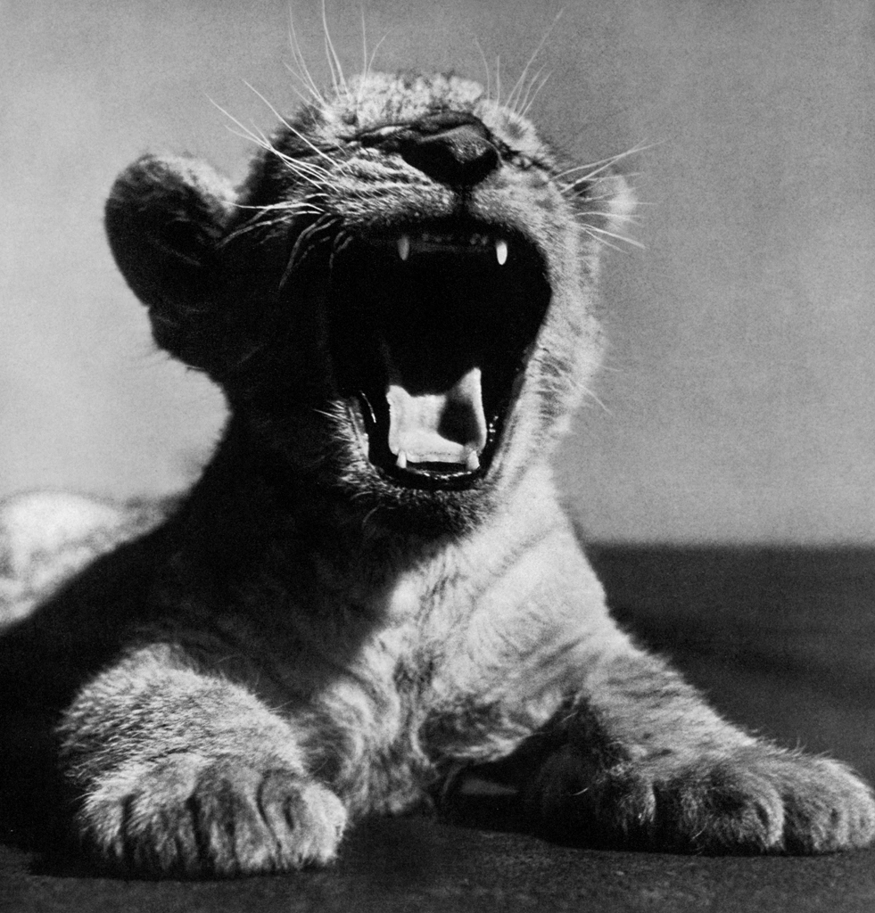 Untitled (A Lion Cub Yawning) by Ylla | from The Sleepy Little Lion
