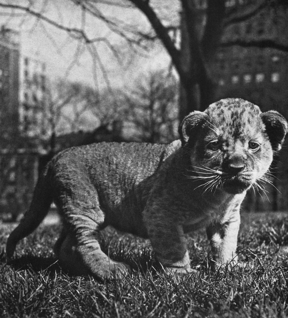 Untitled (A Lion Cub on the Lawn) by Ylla | from The Sleepy Little Lion