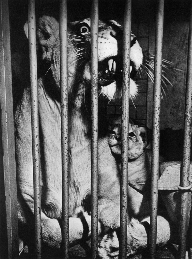Untitled (A Lion Mother and a Cub in Cage) by Ylla | from The Sleepy Little Lion