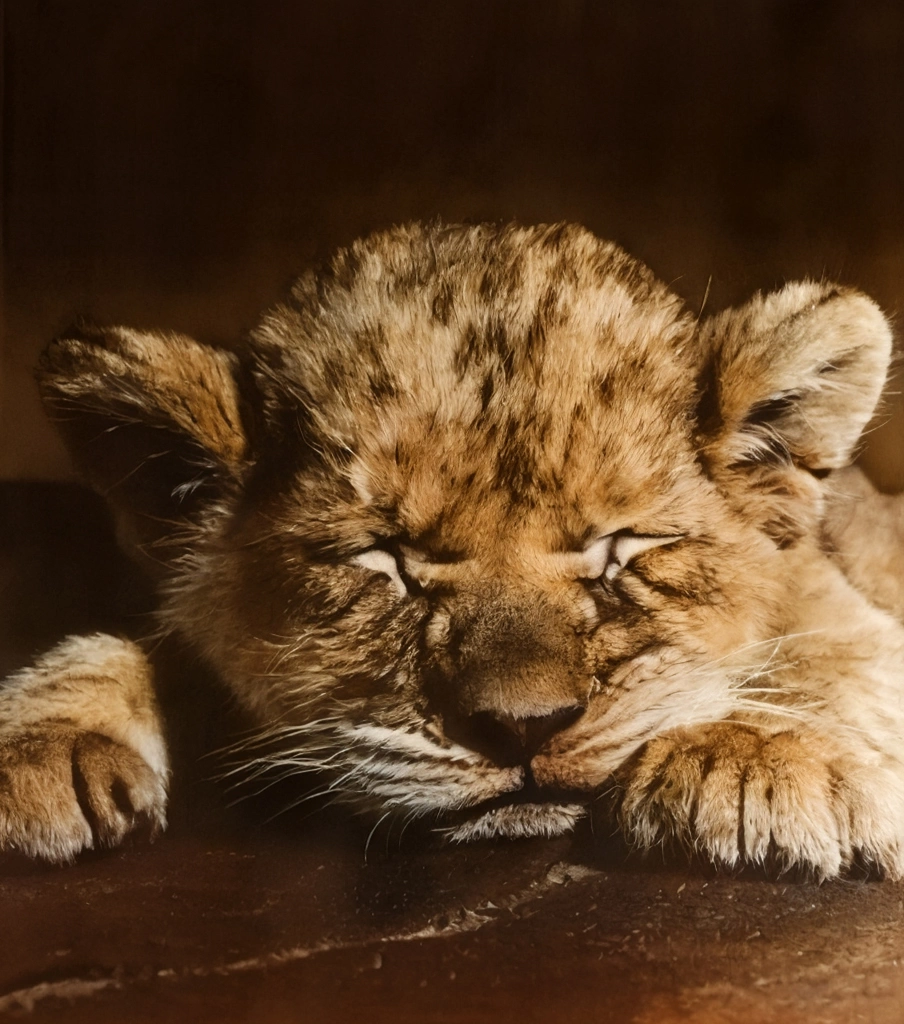 Untitled (A Sleeping Lion Cub) by Ylla | AI Colorization