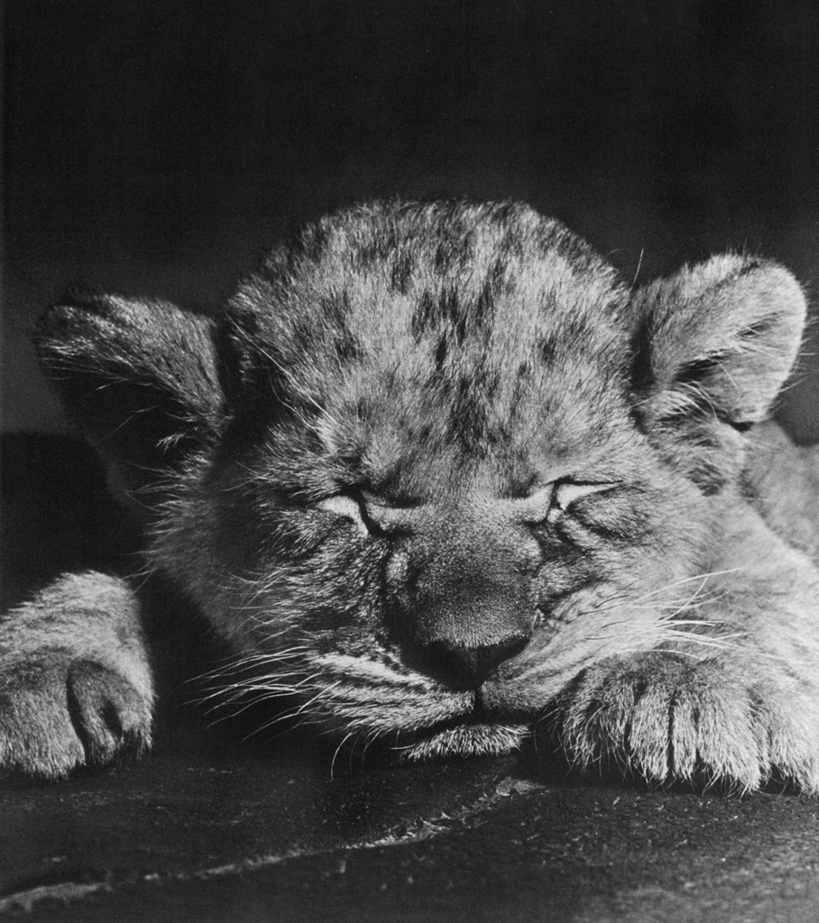 Untitled (A Sleeping Lion Cub) by Ylla | from The Sleepy Little Lion