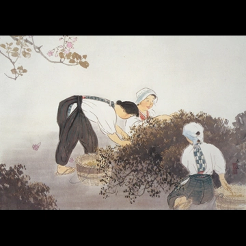 「茶摘」 川合玉堂 （1951年）