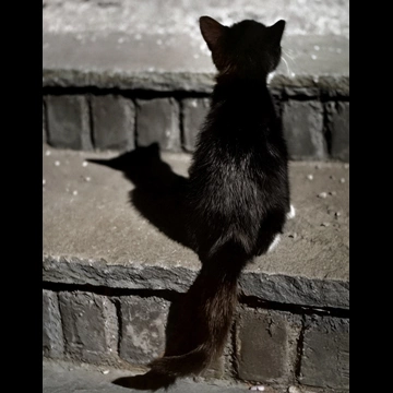 「無題 （後ろ姿の猫）」 イーラ