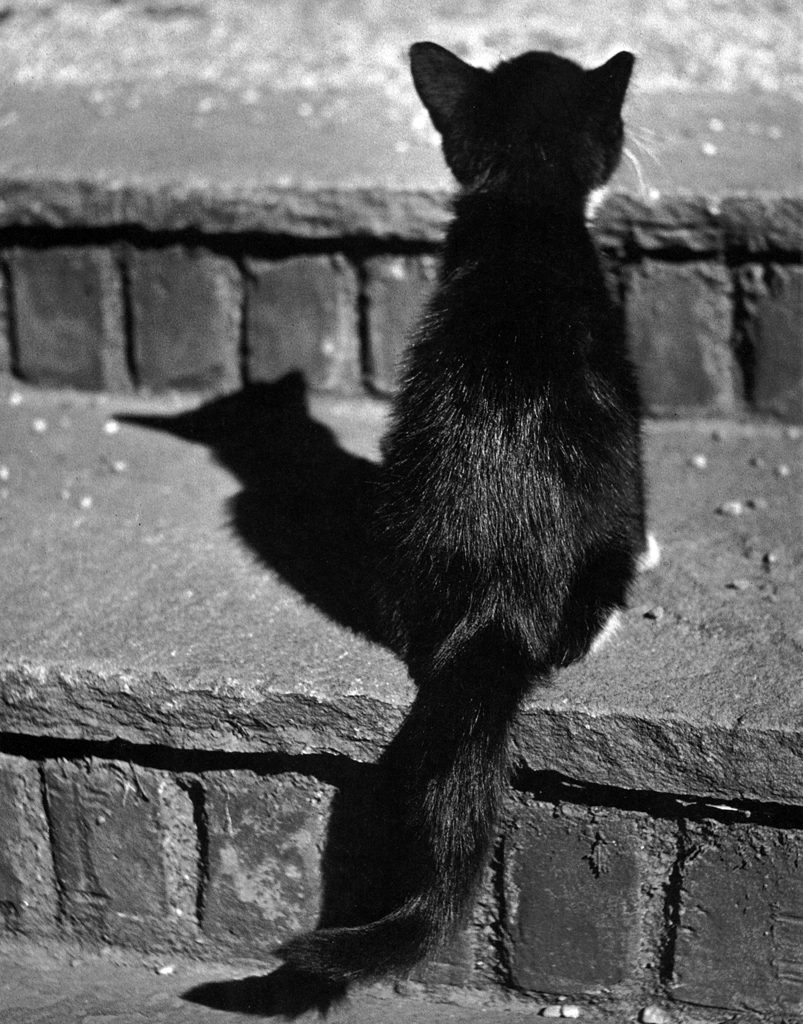 「無題 （後ろ姿の猫）」 イーラ | 85枚の猫より