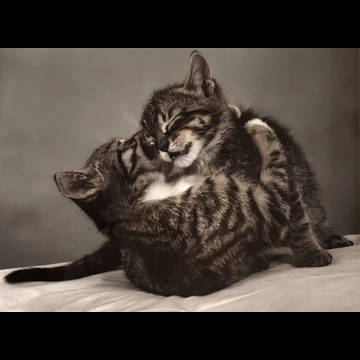 「無題 （じゃれ合う子猫）」 イーラ