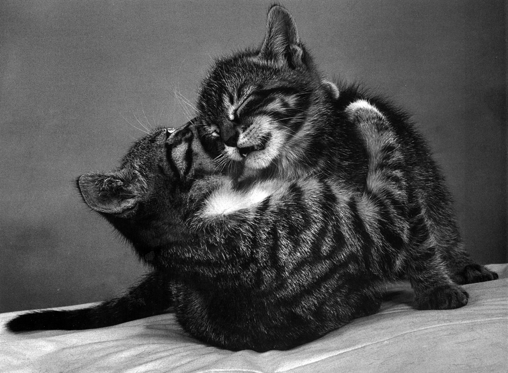 「無題 （じゃれ合う子猫）」 イーラ | 85枚の猫より