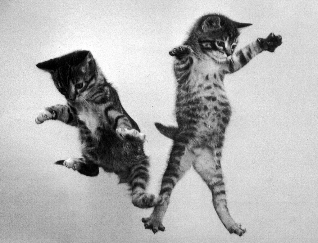 「無題 （落下する2匹の子猫 #2）」 イーラ | 85枚の猫より