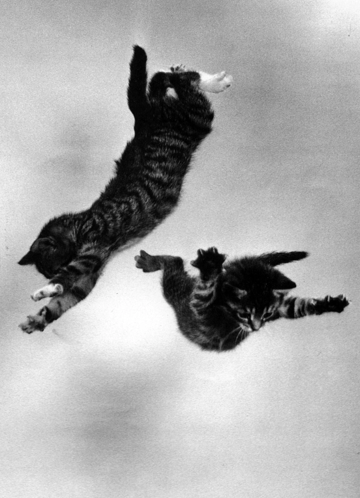 「無題 （落下する2匹の子猫 #4）」 イーラ | 85枚の猫より