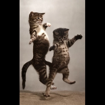 「無題 （着地する2匹の子猫）」 イーラ